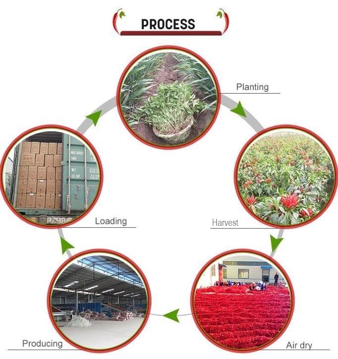 중국 Neihuang Xinglong Agricultural Products Co. Ltd 회사 프로필