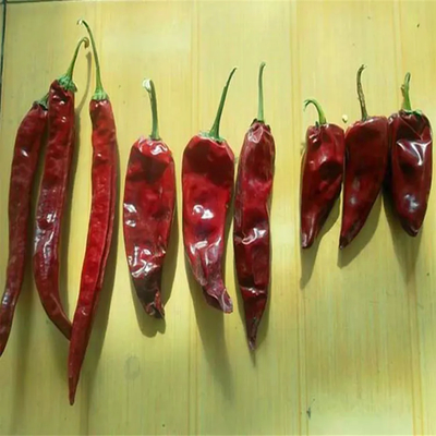 500 SHU 히트 유두 칠리 핫 및 매운 재료 도매
