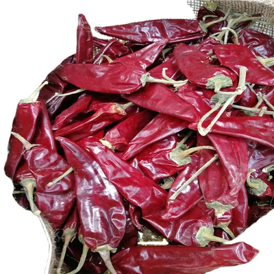 500 SHU 핫 유두 칠리