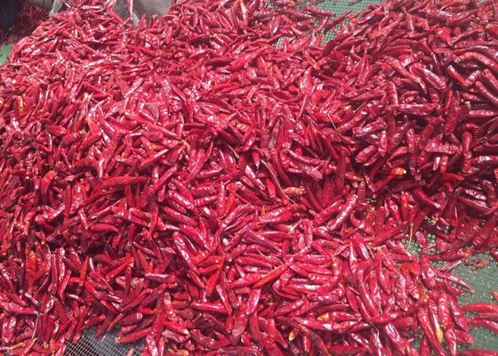 천진 둥근 붉은 칠리 (100g)