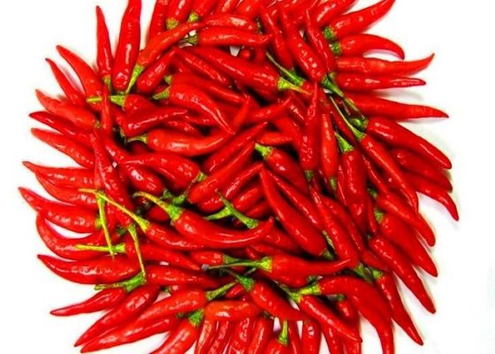 단일 허브 향신료 마른 붉은 칠리 페퍼 최대 1%의 불순물
