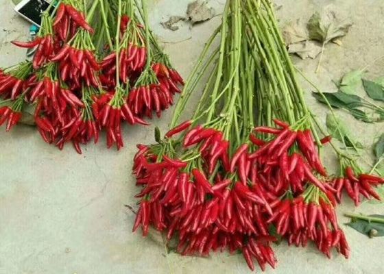 Red Yidu Chili Tianying Jinta Chili American Red Chilli New Crop FDA HACCP ISO KOSHER