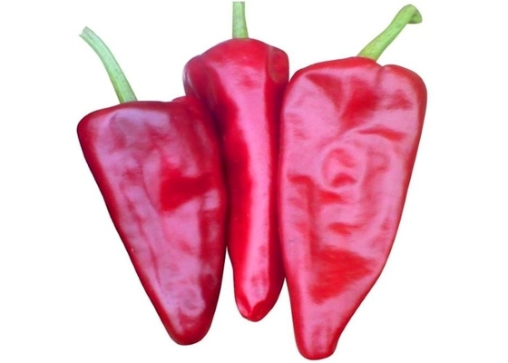 유기농 Yidu 칠리 고추 Beijinghong Jinta 칠리 FDA HACCP KOSHER BRC CERTIFICATES
