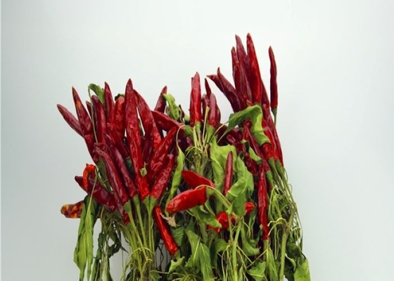 새로운 작물 4-7cm 사천 레스토랑에서 인기있는 매운 아시아 말린 칠리 페퍼스