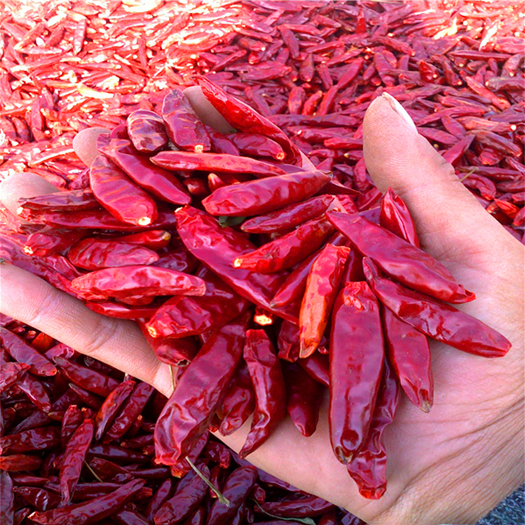 핫 팟/ 시추안 요리 건조 된 붉은 칠리 페퍼 4-7cm 50 핫 호박성